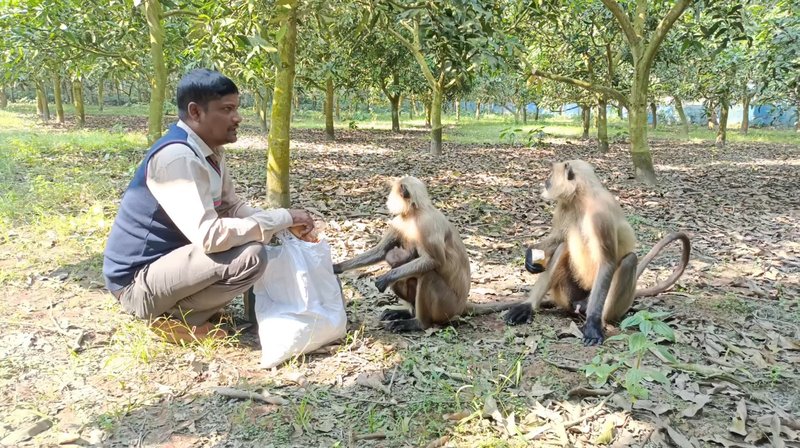 Jhenaidah Monkey News Photo 1