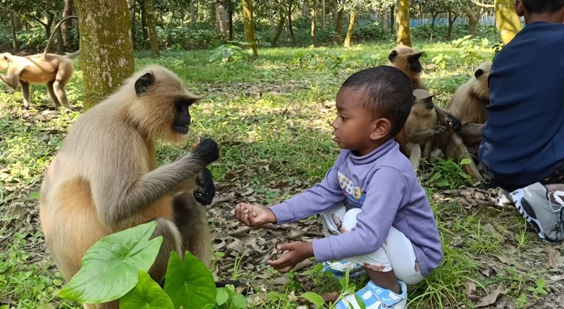 Jhenaidah Monkey News Photo 3