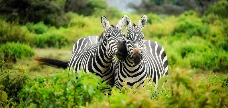 Kenya-Zebras-CROP_Web