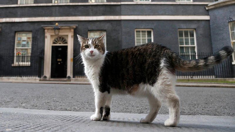 Larry,-the-downing-street-cat