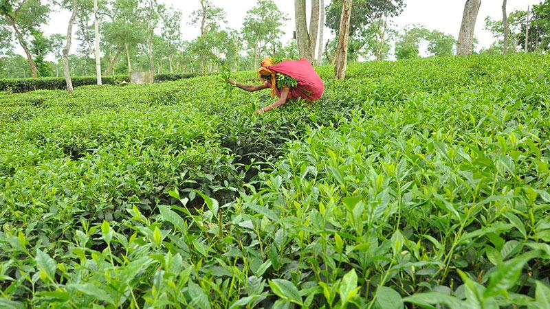 নির্বাচন ঘিরে রেকর্ড দামে চায়ের নিলাম