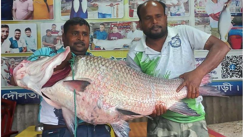 পদ্মায় ধরা কাতলা-রুই বিক্রি লাখ টাকার বেশি
