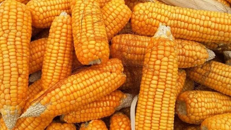 বিশ্বব্যাপী ভুট্টা উৎপাদন বাড়ার পূর্বাভাস আইজিসির
