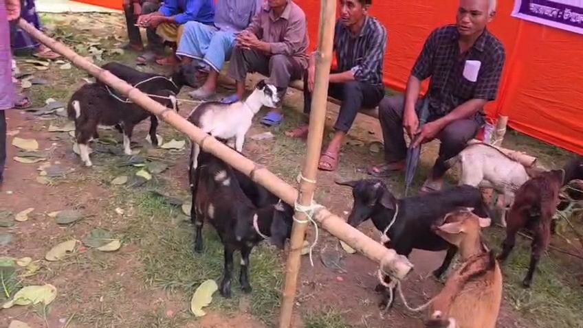 নেত্রকোনায় ক্ষুদ্র নৃ-গোষ্ঠীর মাঝে ছাগল বিতরণে অনিয়ম, ওজনে কারচুপির অভিযোগ