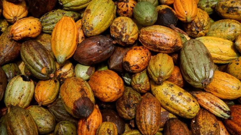 চলতি বছর শেষে কোকোর দাম বাড়ার পূর্বাভাস