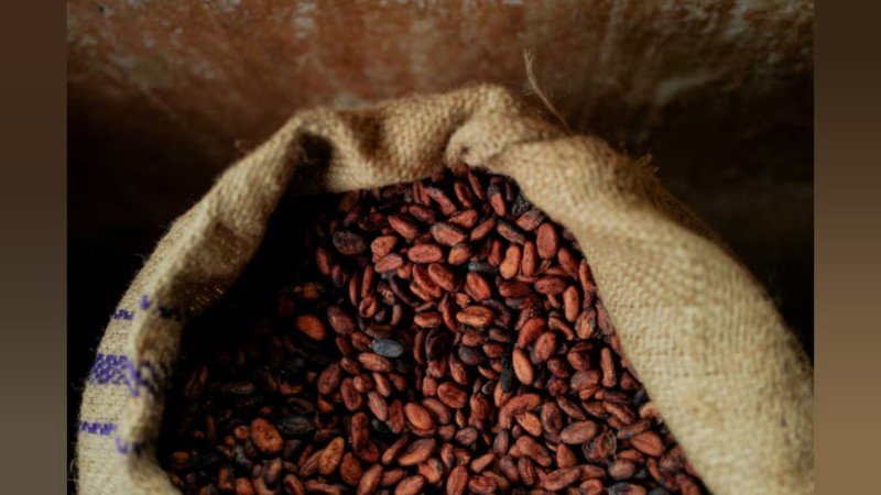 cocoa sales crisis