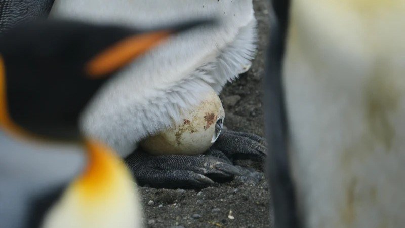 King penguin