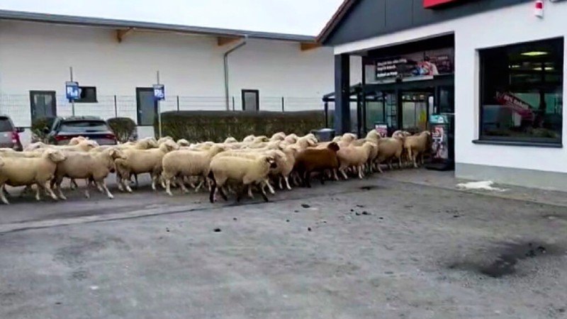 Sheep