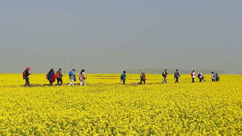 যেখানে সরষে ফুল দেখা স্বর্গীয় অনুভূতি দেয়
