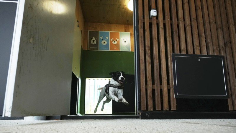 Dog, Rome