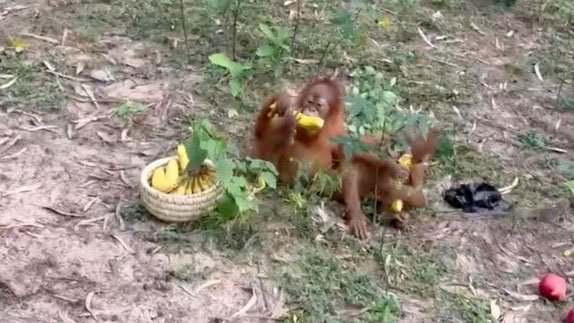 Orangutan-in-India-2