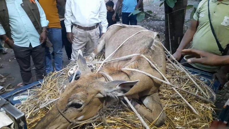 পঞ্চগড় থেকে বিলুপ্ত প্রজাতির নীলগাই উদ্ধার