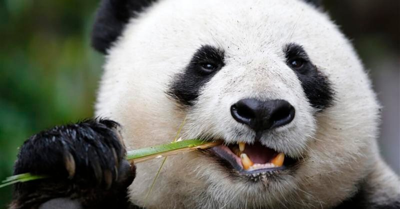 Pandas