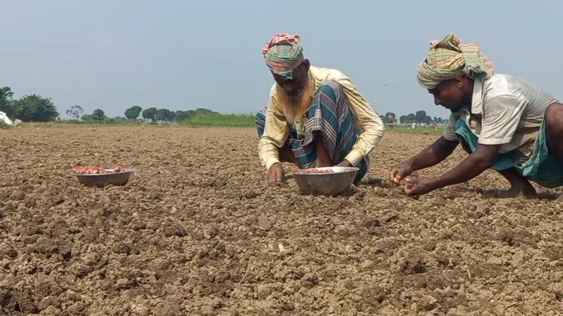 বৃষ্টির পর কুয়াশায় মুড়িকাটা পেঁয়াজের উৎপাদন নিয়ে শঙ্কা