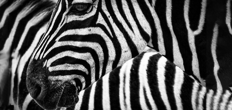 Stripes_Web