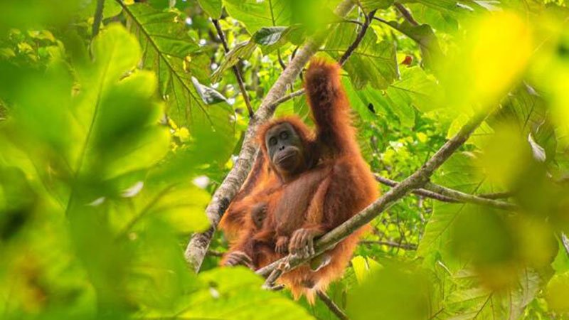 Tapanuli-orangutan-in-a-tree