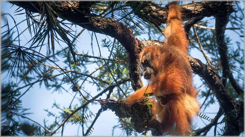 ইন্দোনেশিয়ার বন্যায় বিলুপ্তির পথে টাপানুলি ওরাংওটাং