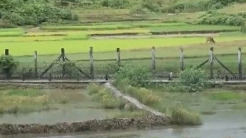 বান্দরবানে সীমান্তে স্থলমাইন বিস্ফোরণে নিহত ৩