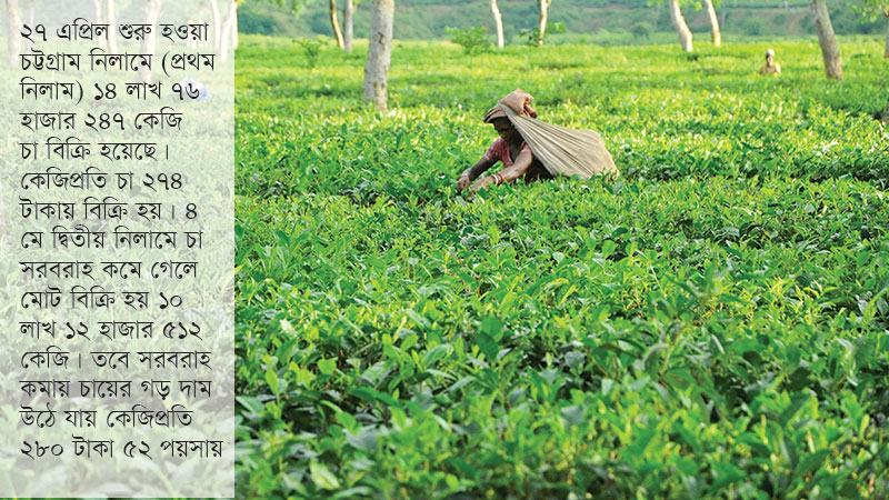 চট্টগ্রাম কেন্দ্রে দাম বাড়লেও শ্রীমঙ্গল-পঞ্চগড়ে কমছে