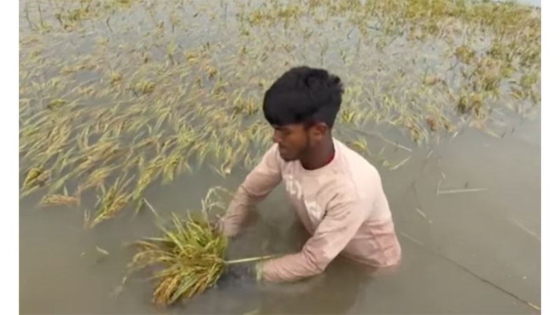 নাসিরনগরে পানির নিচে শত শত হেক্টর ধান, হাওরজুড়ে কৃষকের বোবাকান্না