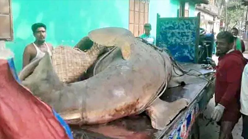 ঝালকাঠিতে ২৫ মণ করাতি মাছ বিক্রি আড়াই লাখ টাকায়