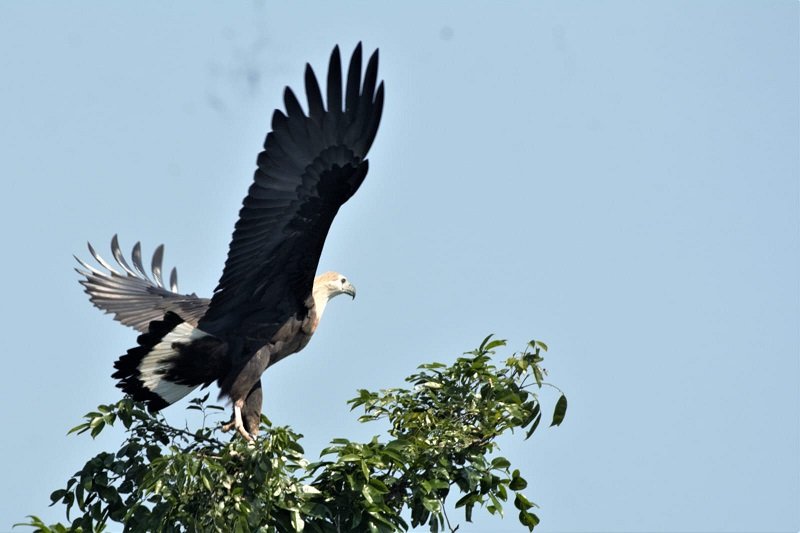 পালসি কুড়া ঈগল