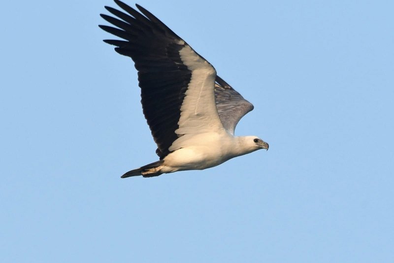 ধলাপেট সিন্ধু ঈগল