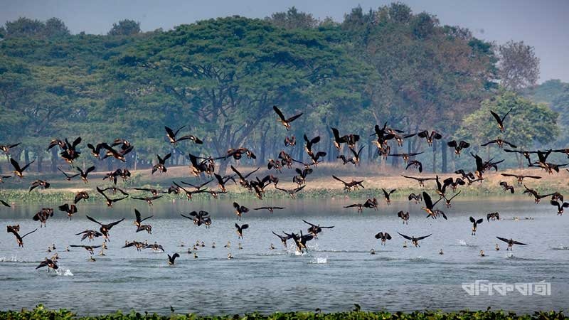 জাবি ক্যাম্পাসে পাখির কলতান