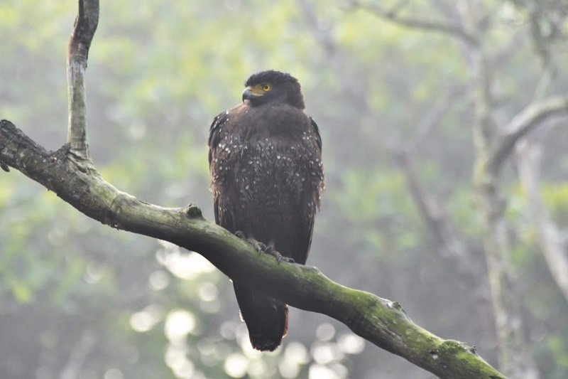 তিলা নাগ ঈগল