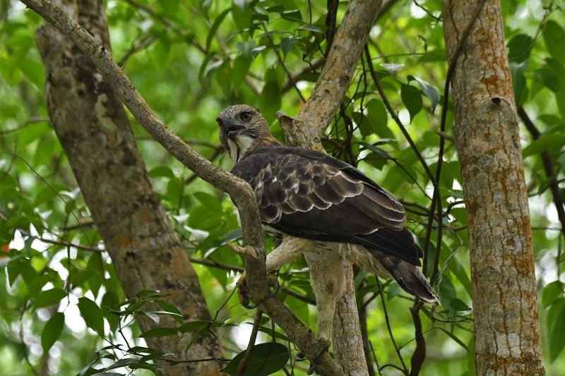 বহুরূপী শিকরা ঈগল