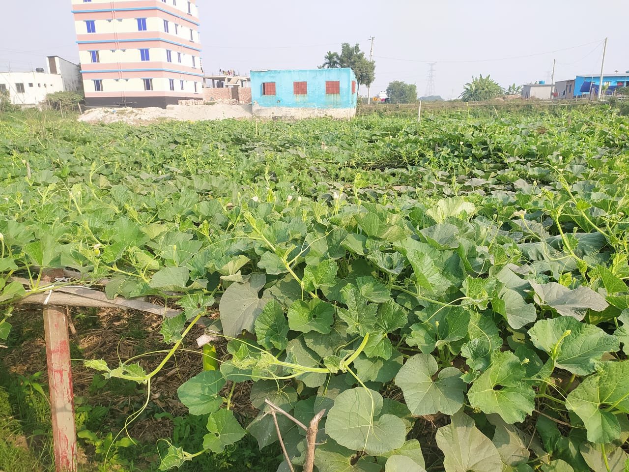 ঢাকায় সবজি চাষ