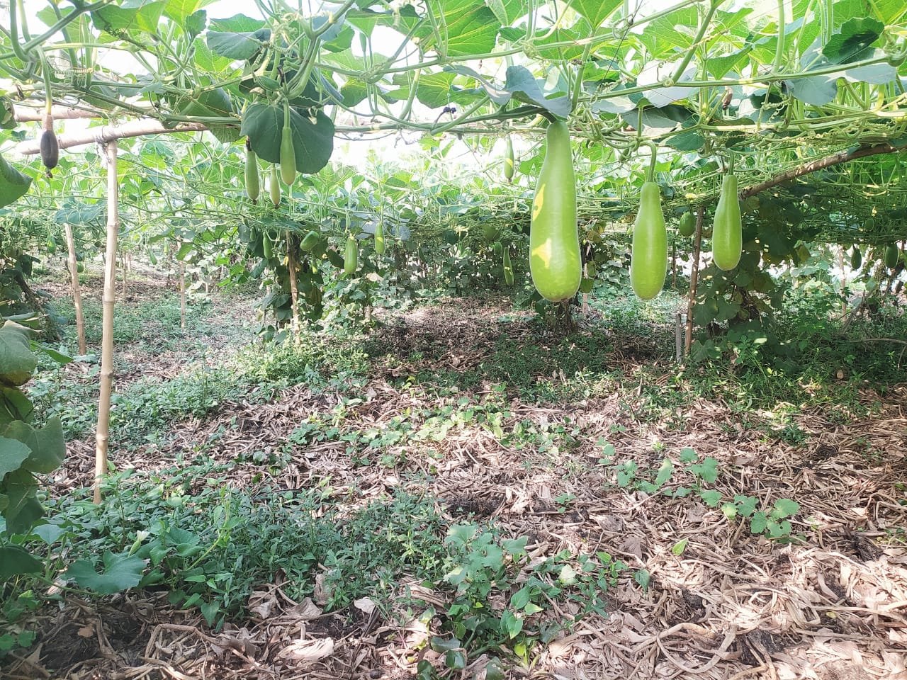 ঢাকার বুকে সবজি চাষ