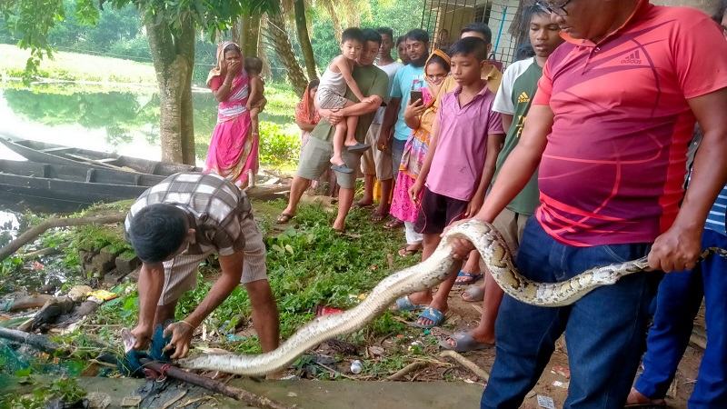 রাঙ্গামাটিতে ৮ ফুট অজগর উদ্ধার, কাপ্তাই উদ্যানে অবমুক্ত