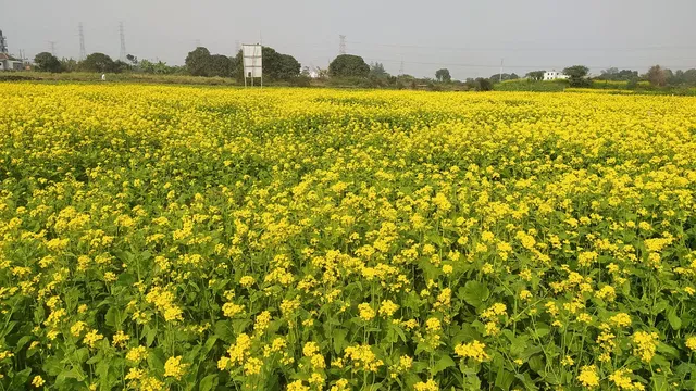 ঢাকায় সবজি চাষ