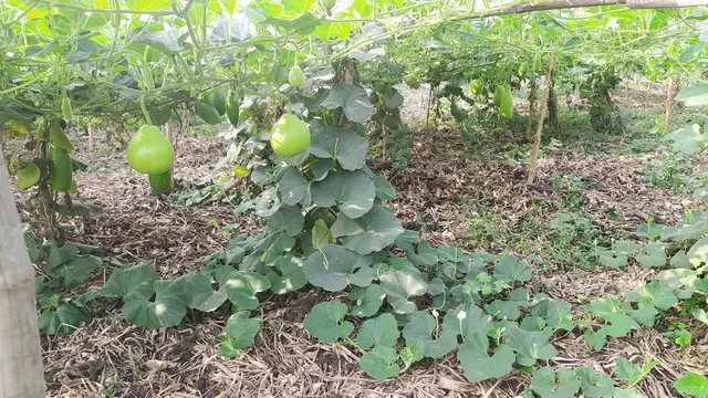 ঢাকায় সবজি চাষ