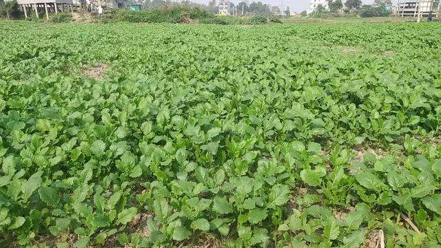 ঢাকায় সবজি চাষ