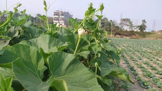 ঢাকায় সবজি চাষ