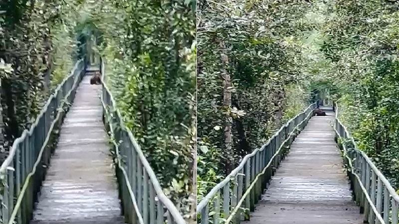 সুন্দরবনের হাড়বাড়িয়া পর্যটন কেন্দ্রে মিলল বাঘের দেখা