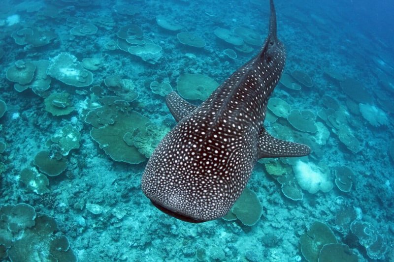 Whale_Shark_Wildlife Trust of India.2