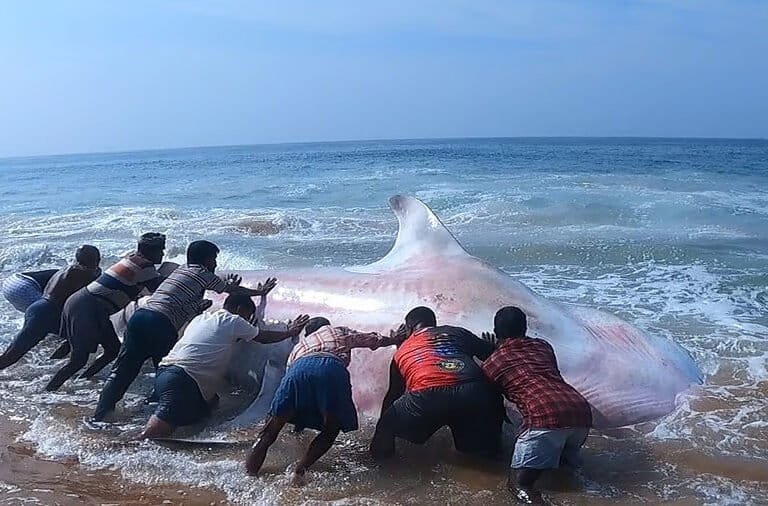একটি তিমি হাঙরকে জাল থেকে ‍মুক্ত করছেন জেলেরা