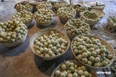 Wood_Apple_Fruit_MAS_160925_3