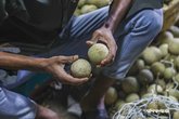 Wood_Apple_Fruit_MAS_160925_5