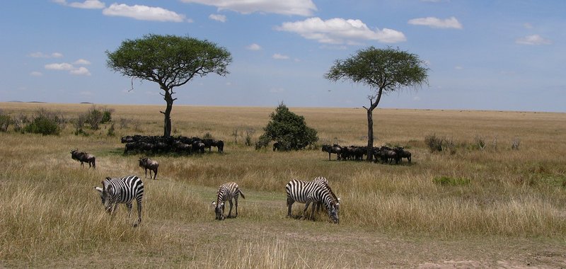 Zebras-Out-of-Shade-CROP_Web