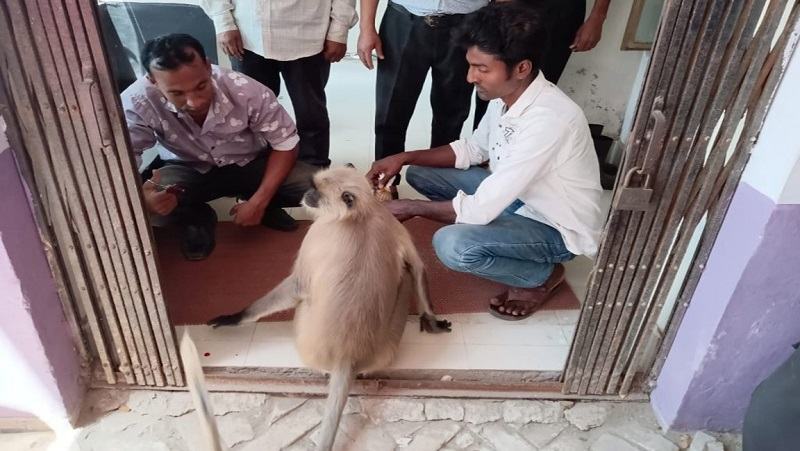 যশোরে চিকিৎসা নিতে নিজেই হাজির আহত হনুমান