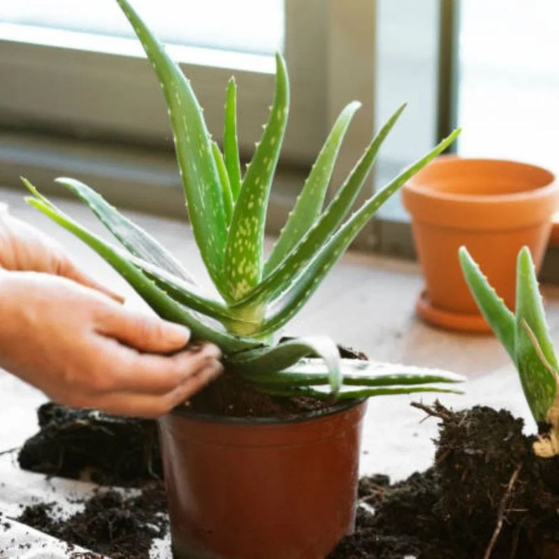 aloevera-4
