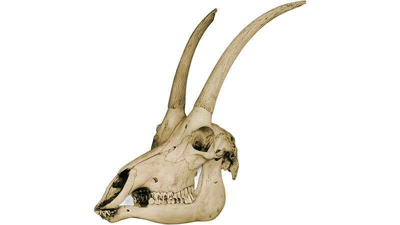 antelope's-sculp
