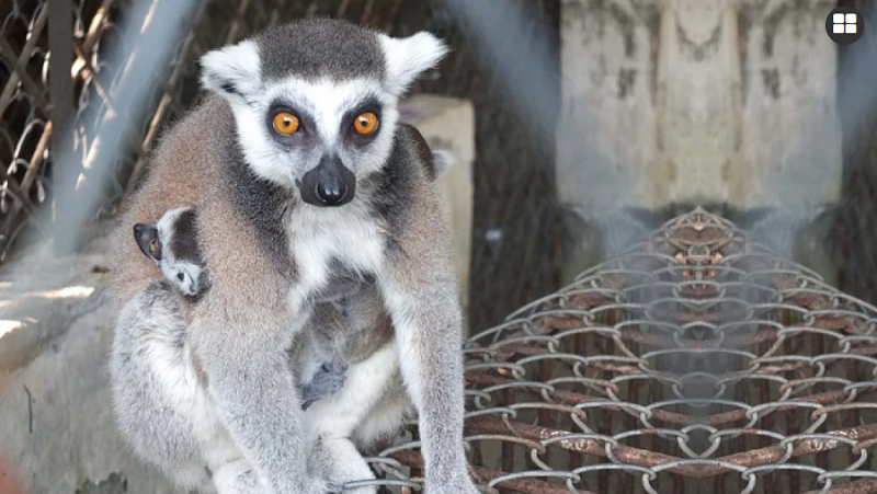 গাজীপুরের সাফারি পার্ক থেকে আফ্রিকান লেমুর চুরি