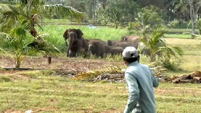 মানুষ-হাতি দ্বন্দ্ব নিরসনে প্রয়োজন টেকসই পরিকল্পনা ও সচেতনতা
