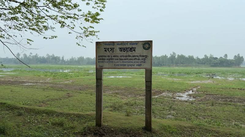 দখল, দূষণ ও নিষিদ্ধ জালে হুমকির মুখে নবাবগঞ্জের আশুরার বিল মৎস্য অভয়াশ্রম