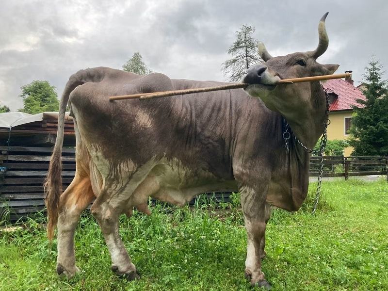 পিঠ চুলকাতে ব্রাশ ব্যবহার করে গরু